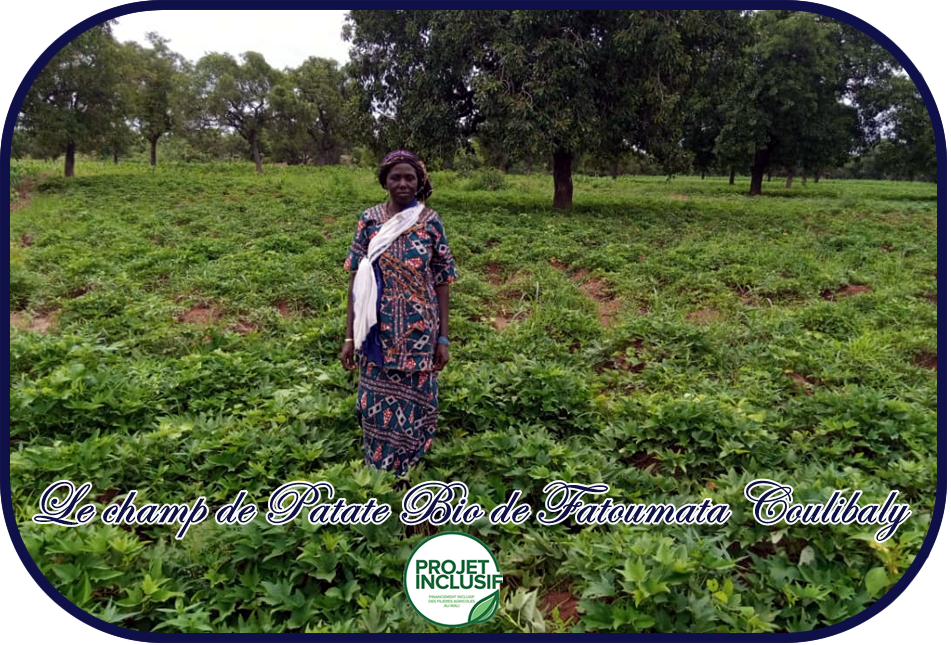 Le champ de patate bio de Fatoumata Coulibaly | le site officiel du
