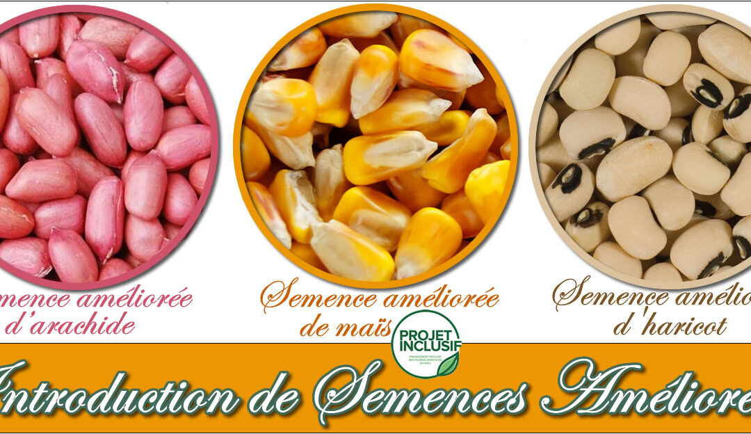 Cas de succès : Fosse fumière et semence améliorées