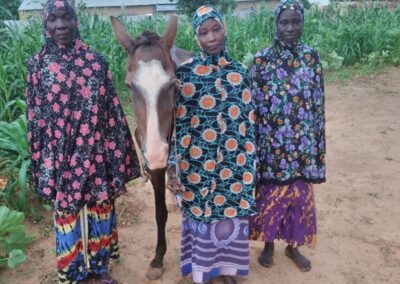 Cas de succès: Le cheval comme source de revenus dans le village de Komodindé Cercle de Yélimané.