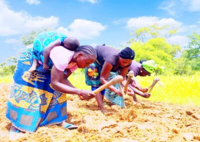 Rapport de cas de succès: Champ collectif de production d’arachide et de Haricot des femmes du GD Benkadi de Sandaré