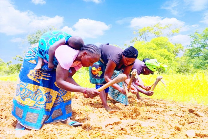 Rapport de cas de succès: Champ collectif de production d&rsquo;arachide et de Haricot des femmes du GD Benkadi de Sandaré