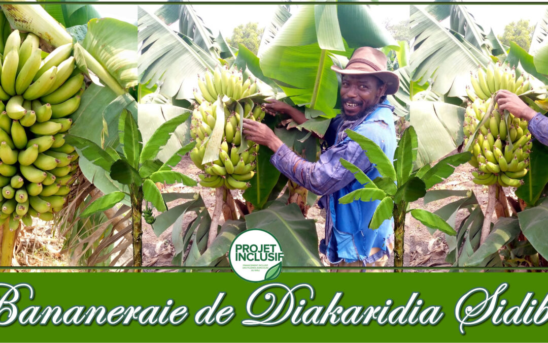 Itinéraire de Diakaridia Sidibé producteur agricole