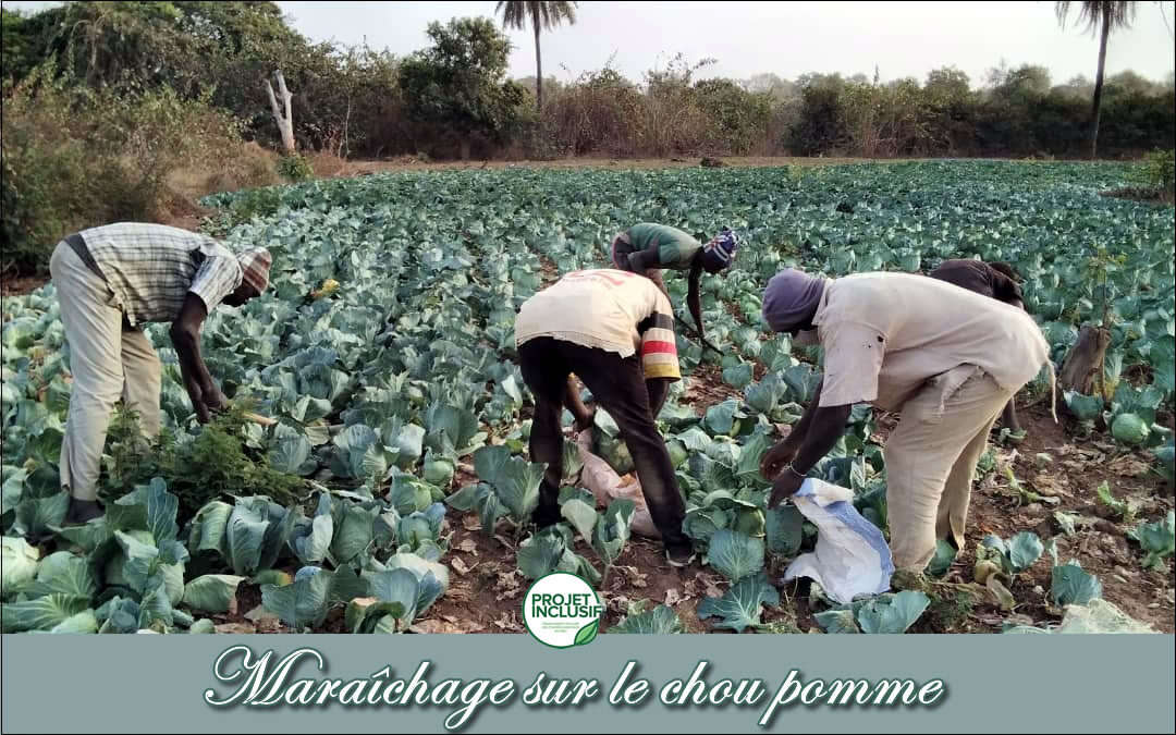 Maraîchage sur le chou pomme