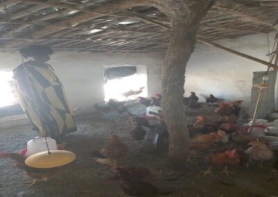 Rapport de cas de succès: Aviculture de Waraba DIARRA dans la commune de Liberté Awa Dembaya