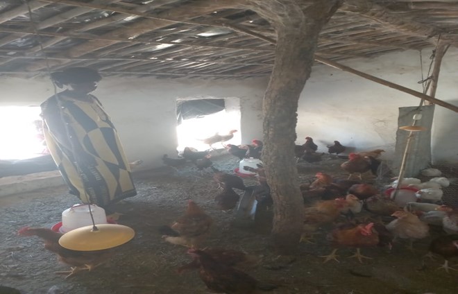 Rapport de cas de succès: Aviculture de Waraba DIARRA dans la commune de Liberté Awa Dembaya