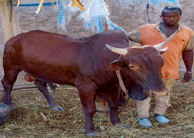Cas de succès de l’embouche bovine d’un jeune bénéficiaire du projet Inclusif.