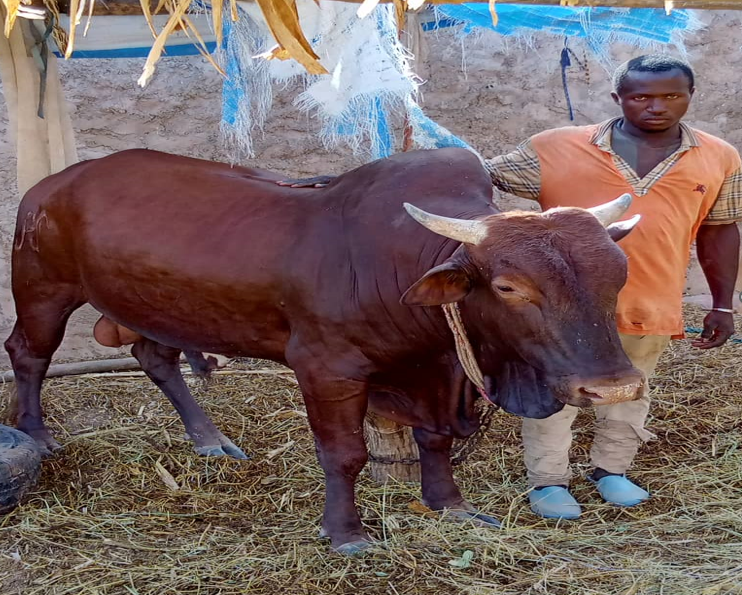 Cas de succès de l’embouche bovine d’un jeune bénéficiaire du projet Inclusif.