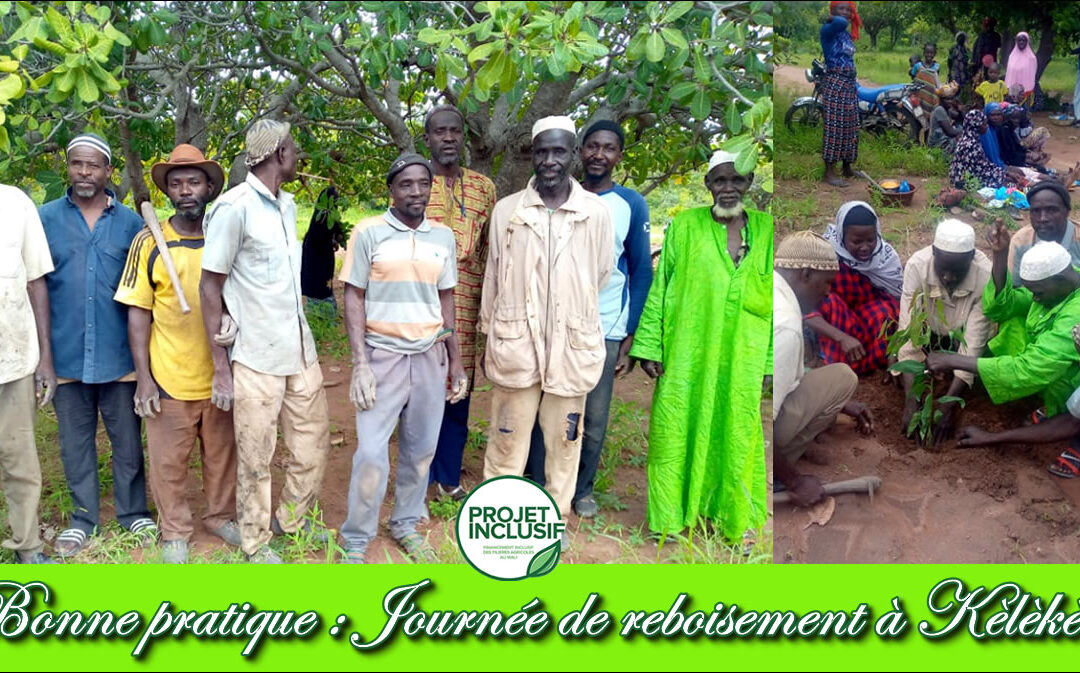 Bonne pratique: Journée de reboisement de l’eucalyptus et Gmelina par les membres de KOTOGNOGONTALA à Kèlèkèlè.