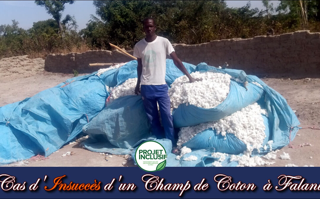 Cas d&rsquo;insuccès d&rsquo;un champ de coton à Falani.