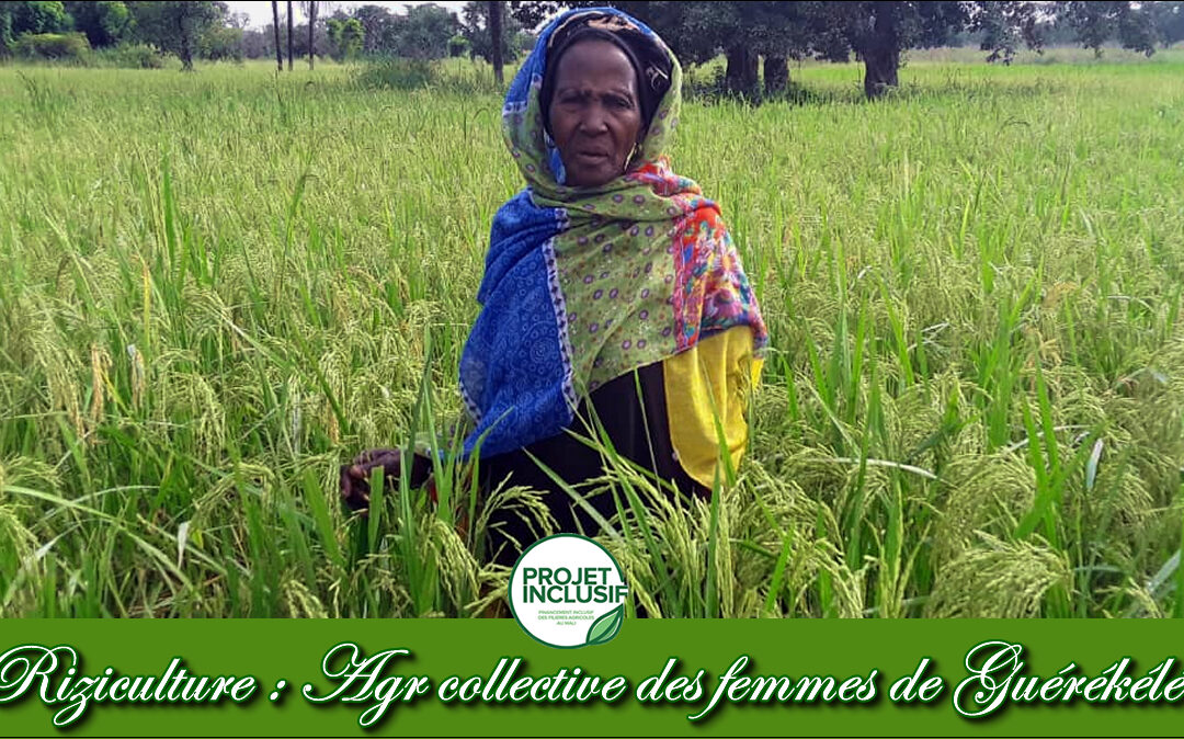 Initiative de la Riziculture AGR collective des femmes de Guérékélé.