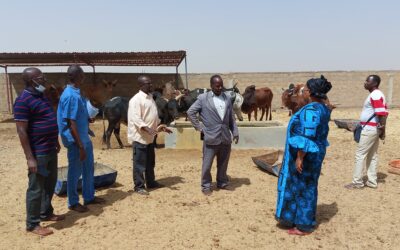 Suivi de la mise en œuvre  des réalisations dans le cadre de la contractualisation Simple sur la Filière Embouche Bovine