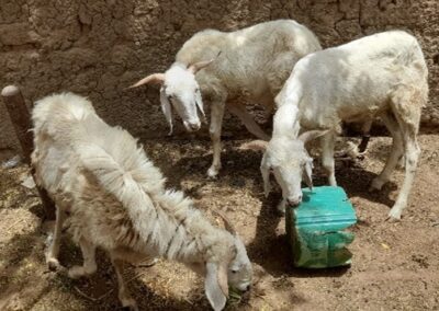 Cas de Succès de Bakary dans l’activité d’embouche ovine.