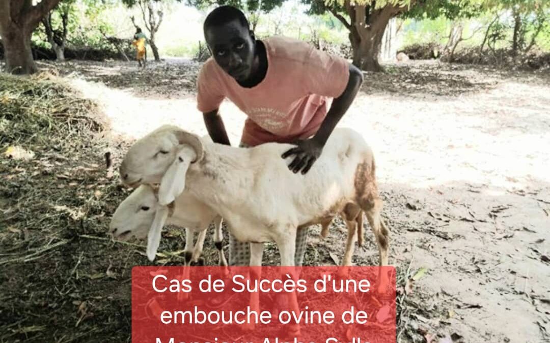 Cas de succès d’une embouche ovine de Monsieur Alpha Sylla, issu du groupement « NIETA » des jeunes du village de Rhouma wère, commune de Kalaké, cercle de Barouéli.