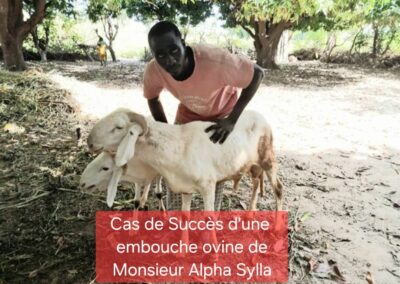 Cas de succès d’une embouche ovine de Monsieur Alpha Sylla, issu du groupement « NIETA » des jeunes du village de Rhouma wère, commune de Kalaké, cercle de Barouéli.